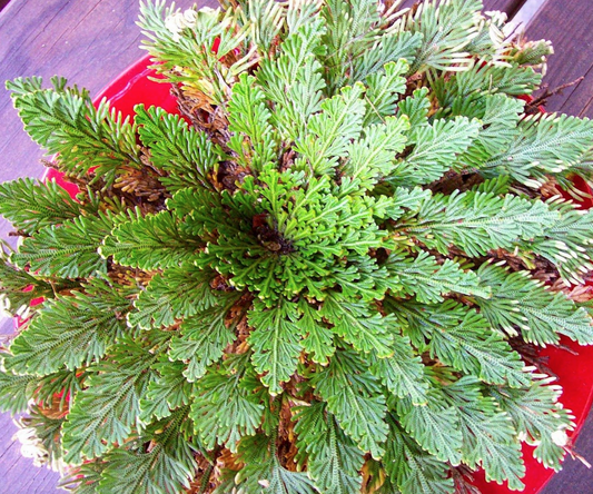 Rosa de jericó / Doradilla / Planta de la resurrección