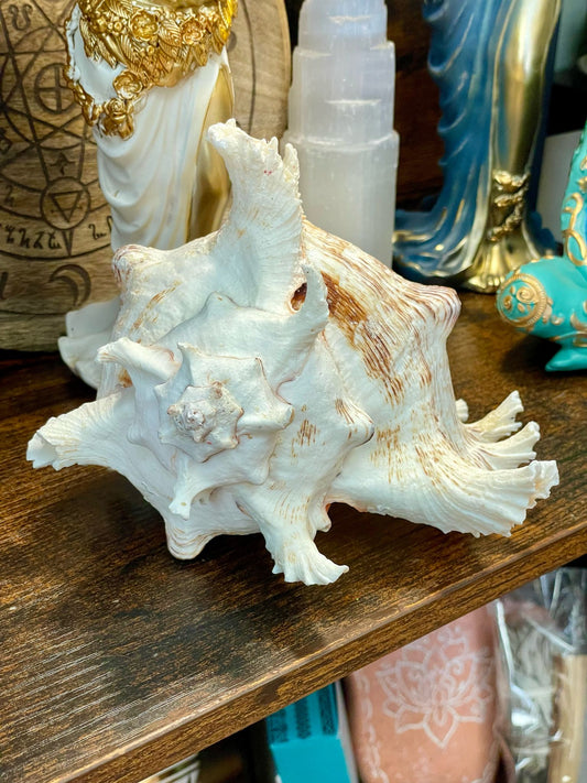 Caracolas marinas naturales consagradas - Conexión con el Mar y la Energía Lunar