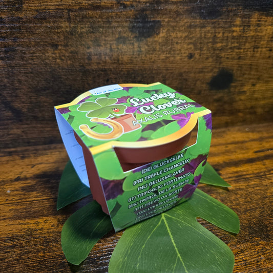 Tréboles de 4 Hojas SUERTE Axalis Rubral Lucky Clovers