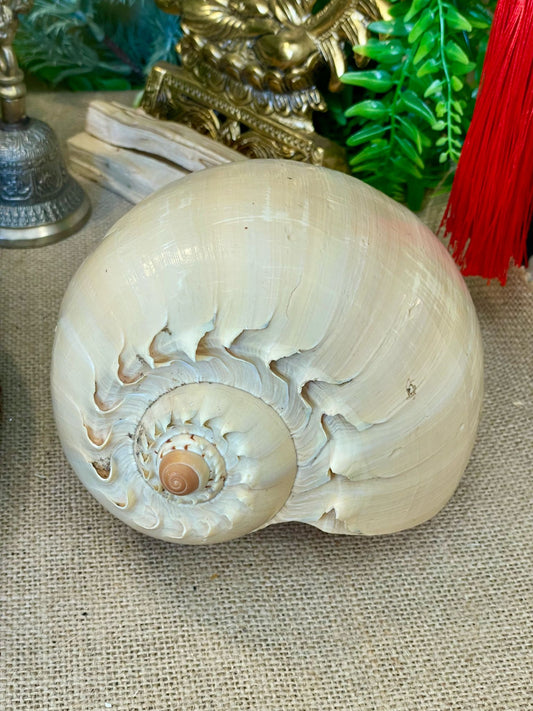 Caracolas marinas naturales consagradas - Conexión con el Mar y la Energía Lunar