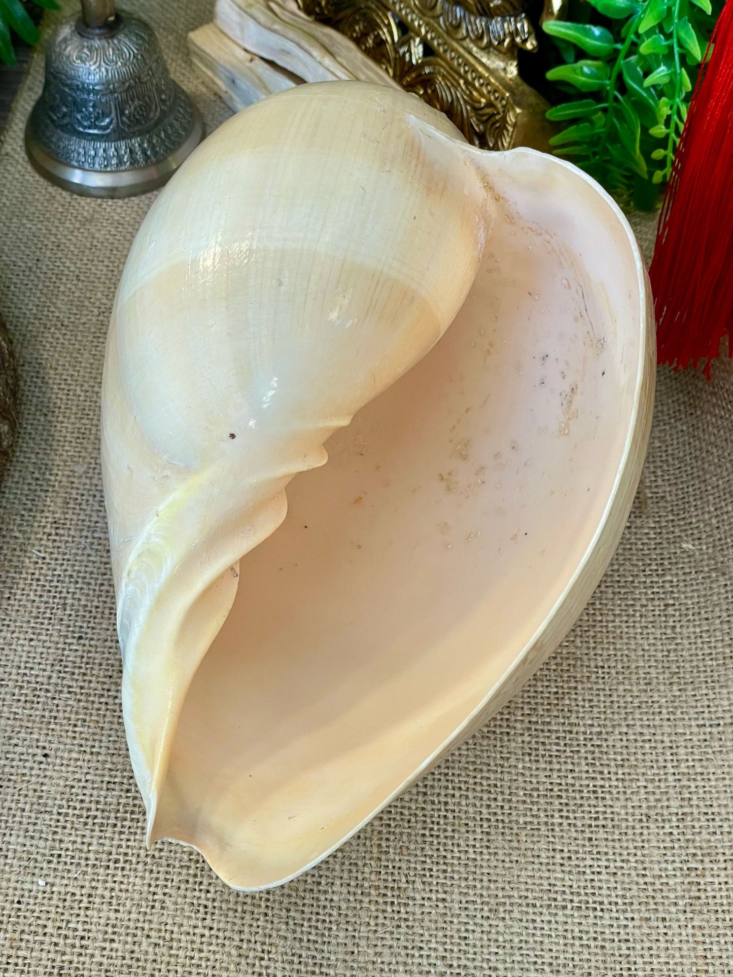 Caracolas marinas naturales consagradas - Conexión con el Mar y la Energía Lunar