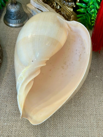 Caracolas marinas naturales consagradas - Conexión con el Mar y la Energía Lunar