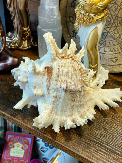 Caracolas marinas naturales consagradas - Conexión con el Mar y la Energía Lunar