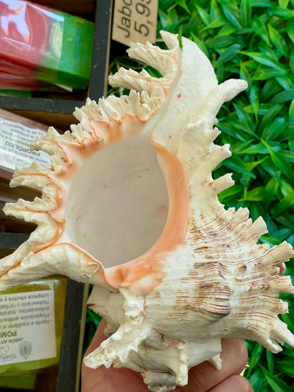 Caracolas marinas naturales consagradas - Conexión con el Mar y la Energía Lunar