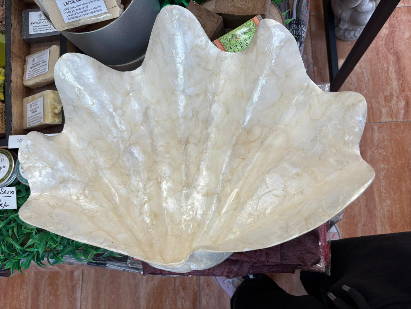 Concha Gigante Natural – Elegancia Marina para Rituales, Altar o Decoración
